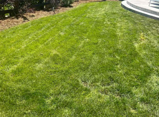 Brianna A.'s lawn care service result