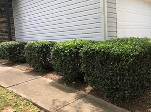 Dennis T.'s Bush Trimming service result