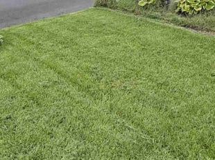 Allison S.'s turf maintenance service result