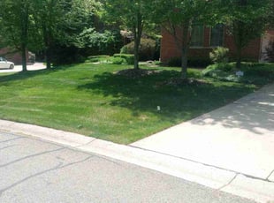 Matthew G.'s lawn care service result
