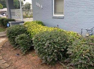 Janet M.'s grass cutting service result