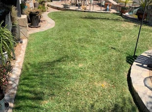 Sonya H.'s turf care service result