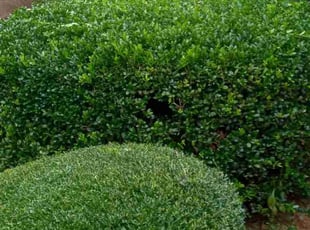 Ryan O.'s Bush Trimming service result
