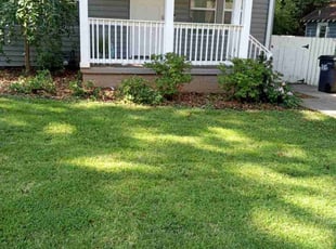 Latrisha M.'s turf care service result