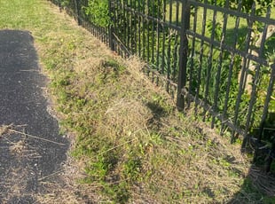 Michelle C.'s Bush Trimming service result