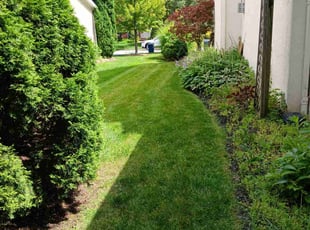 Trish A.'s lawn service service result