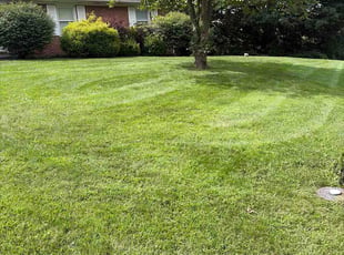 Kathleen C.'s grass maintenance service result