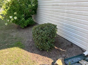 Alejandro G.'s Bush Trimming service result