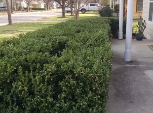 William B.'s Bush Trimming service result