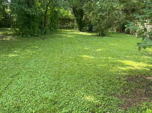 Robert T.'s turf care service result