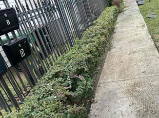 Marj M.'s Bush Trimming service result