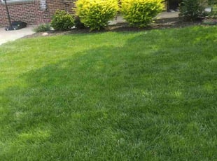 Anthony C.'s lawn maintenance service result
