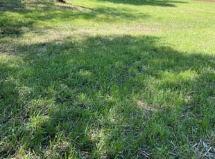 Georgia M.'s lawn maintenance service result
