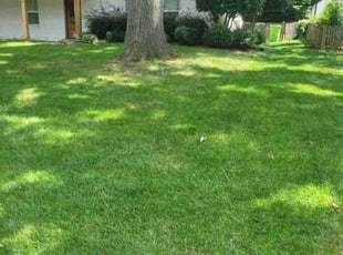 Jay C.'s grass maintenance service result