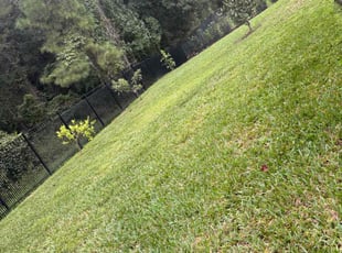 Donna W.'s grass cutting service result