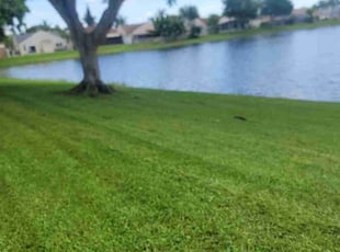 Dorothy D.'s turf maintenance service result