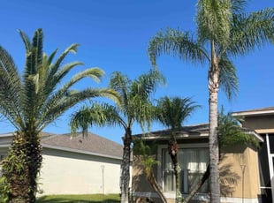 Kristen K.'s Tree Care service result