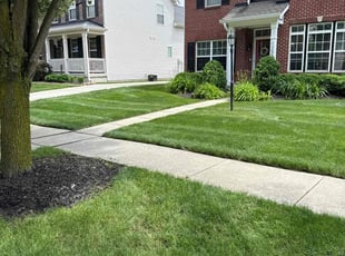 Ed D.'s turf care service result