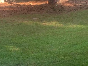 Sandy B.'s grass maintenance service result