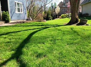 Teresa P.'s turf care service result