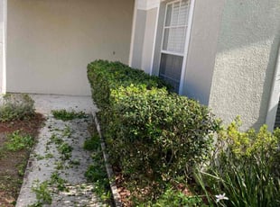 Gina P.'s Bush Trimming service result