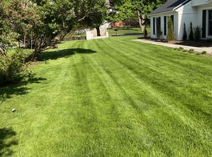 Alonda M.'s grass cutting service result