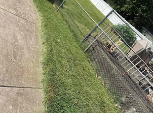 Jeannine K.'s lawn maintenance service result