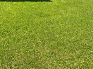 Lorrie L.'s lawn care service result