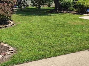 Shannon S.'s turf care service result