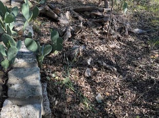 Randy I.'s Leaf Removal service result