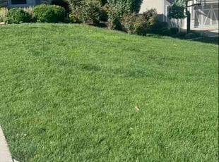 Anne L.'s lawn maintenance service result