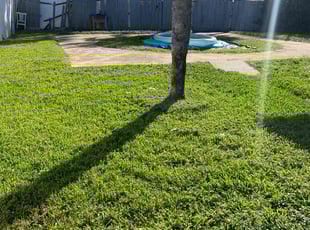 Sandra F.'s turf care service result