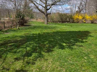 Verba W.'s lawn care service result