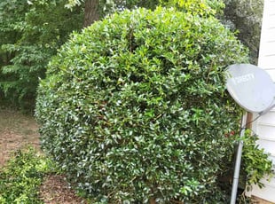 Jude L.'s Bush Trimming service result