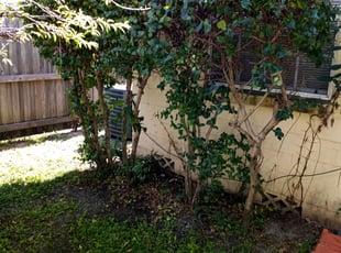 Michelle W.'s Bush Trimming service result