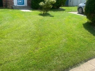 Bharat K.'s lawn maintenance service result