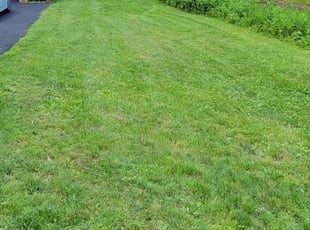 Erin J.'s grass cutting service result