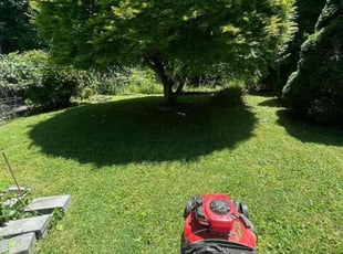 Paula W.'s grass cutting service result