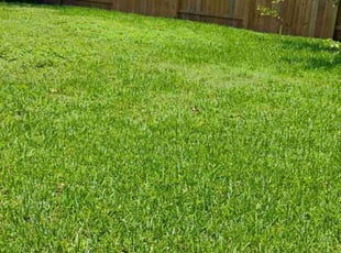 Laura R.'s lawn maintenance service result