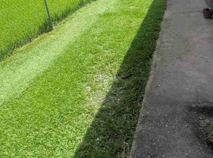 Oshiana T.'s grass cutting service result