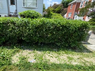 Judith W.'s Bush Trimming service result