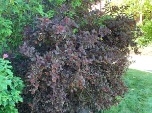 Aaron S.'s Bush Trimming service result