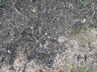 Larry S.'s Flower Bed Weeding service result