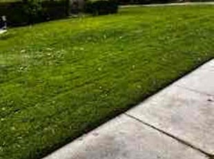 Sherry H.'s turf maintenance service result