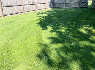Mike T.'s lawn care services service result
