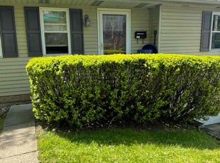 Debra H.'s Bush Trimming service result