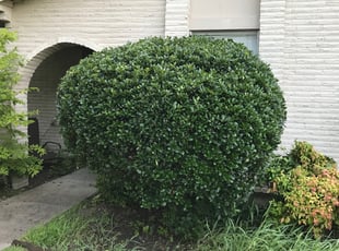 Bryson C.'s Bush Trimming service result