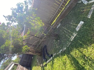 Pernell F.'s Bush Trimming service result