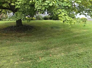 Marttena G.'s turf care service result