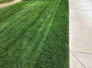 Rose L.'s turf maintenance service result